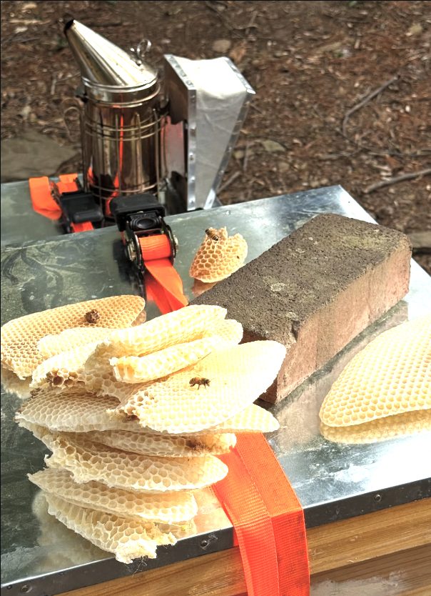 Fresh beeswax comb pieces stacked on a hive lid next to a smoker