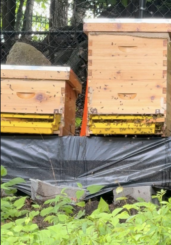 Two wooden Langstroth hives with bees at the entrance